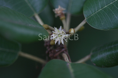 Manilkara hexandra